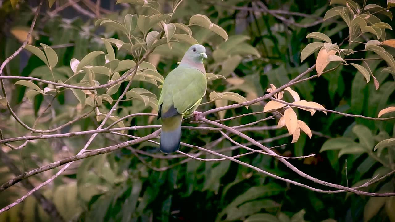 Farrow & Ball Estate Treron No.292 Matt Emulsion paint, 2.5L Farrow & Ball Estate Treron No.292 Matt Emulsion Paint, 2.5L -Trade Point Sale Shop farrow ball estate treron no 292 matt emulsion paint 2 5l5029496889222 lcl en